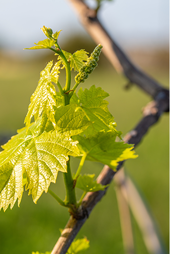 closeup-shot-fresh-green-grape-leaves-blurred-background 1